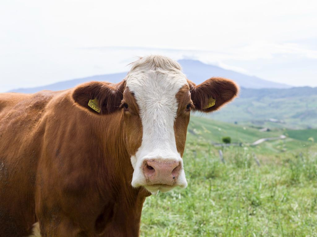 immagine di una mucca